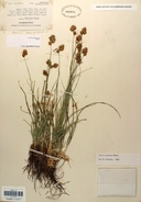 Carex proposita