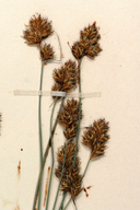 Carex proposita