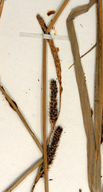 Carex sartwelliana