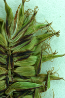Carex serratodens