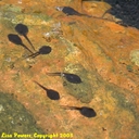 Cope's Grey Treefrog