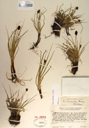 Carex vernacula