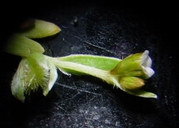 Plagiobothrys acanthocarpus