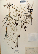 Carex pansa