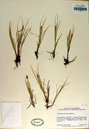 Carex praeceptorum