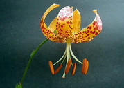 Humboldt Lily