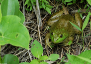 Rana catesbeiana