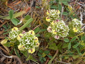 Castilleja ambigua ssp. insalutata