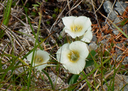 Subalpine Mariposa Lily