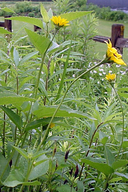 Sunflower Heliopsis