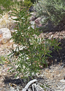 Amorpha californica var. californica