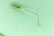 Stipa occidentalis var. californica