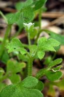 Nemophila parviflora var. austiniae