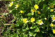 Ranunculus ficaria