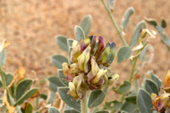 Astragalus lentiginosus var. micans
