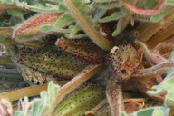 Oenothera primiveris ssp. bufonis