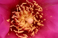 Opuntia basilaris var. basilaris