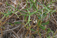 Eriogonum heermannii