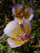 Calochortus plummerae