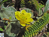 Ranunculus occidentalis