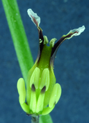Streptanthus polygaloides