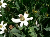 Anemopsis californica