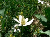 Anemopsis californica
