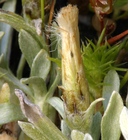 Antennaria dimorpha