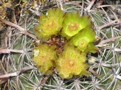 Ferocactus viridescens