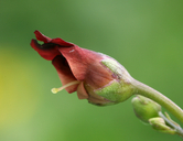 Scrophularia californica