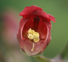 Scrophularia californica