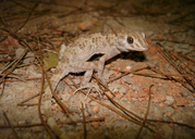 Caspian Bent Toed Gecko