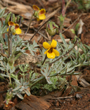 Viola douglasii