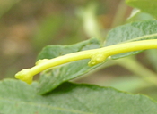 Cuscuta japonica
