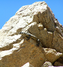 Sauromalus ater