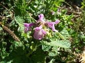 Stachys bullata