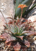 Aloe lateritia var. graminicola