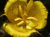 Calochortus weedii