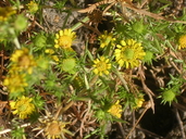 Centromadia pungens ssp. laevis