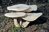 Lyophyllum connatum