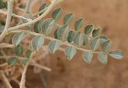 Astragalus lentiginosus var. borreganus