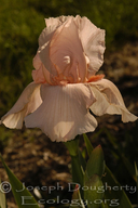 Iris 'giant Pink'