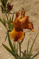 Bearded Iris 'rust'