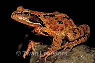 Rana temporaria