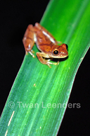 Dendropsophus phlebodes