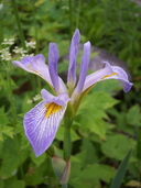 Iris shrevei