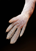 Ptenopus garrulus