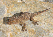 Namaqua Thick-toed Gecko