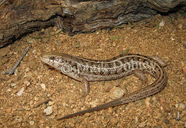 Trachylepis capensis