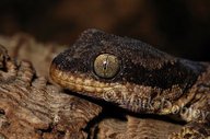 African Banded Velvet Gecko